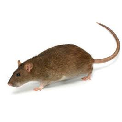 Struckum Commercial Pest Services | Norway Rat